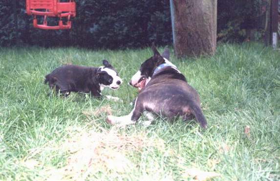 Bullie Uri & Boston Gizmo!